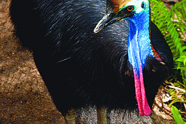 Cassowary