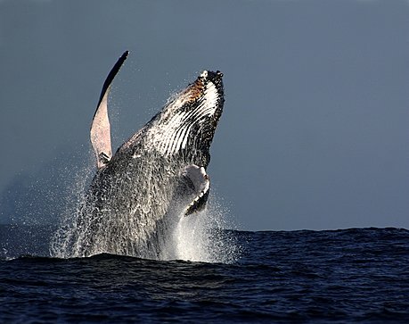 Whale breach sky high