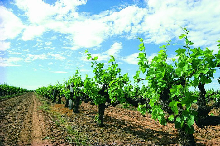 See the Grape Vines of Margaret River