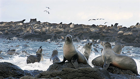 Seal Rock 