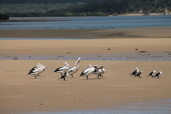 Abundance of wildlife