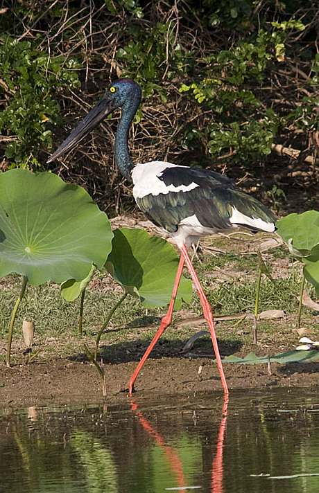 Wildlife at Murray River Wetlands