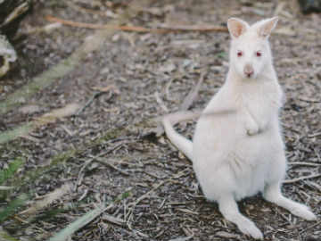 Bennett's White Wallaby Bruny Island