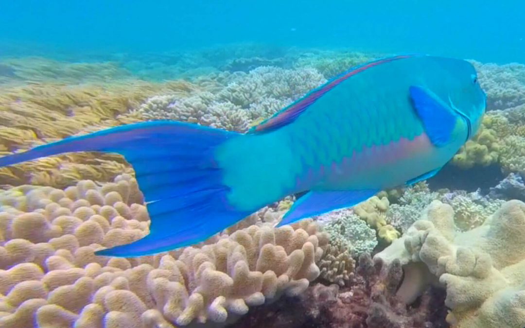 Island Tour or Boat trip? How to Explore the Great Barrier Reef