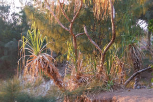 Pandanus plant near Darwin foreshore