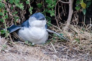 Image of baby penguin