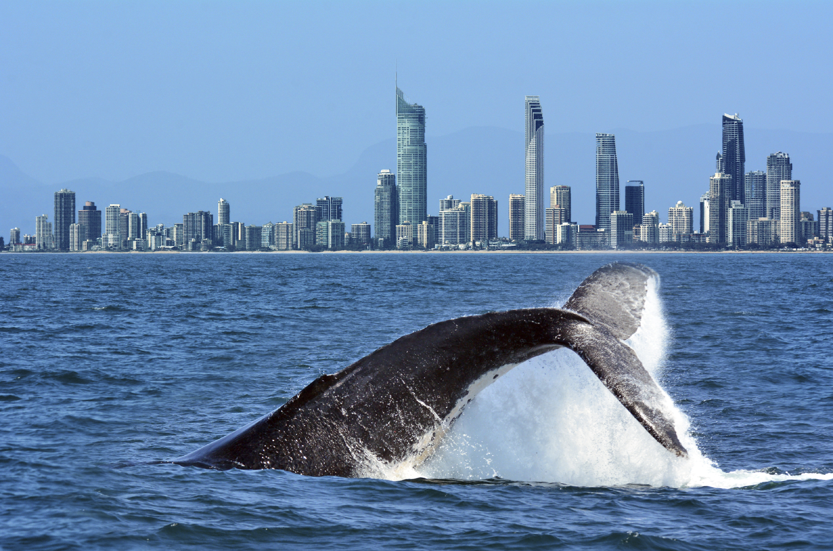 Whale Watching in Australia, a Travel Guide